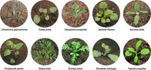 Barenbrug Mieszanka traw BARENBRUG Watersaver 15 kg 13