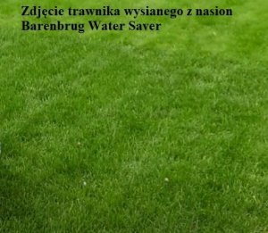 Barenbrug Mieszanka traw BARENBRUG Watersaver 15 kg 10