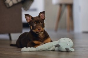 Beeztees BEEZTEES ZABAWKA PLUSZOWA  SMOK 70cm 2