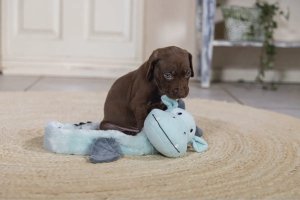 Beeztees BEEZTEES ZABAWKA PLUSZOWA  SMOK 70cm 3