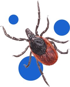 Bros Spray na komary i kleszcze 50% DEET 90ml 8