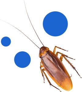 Bros BROS - Feromox standard - lep na karaluchy, prusaki, rybiki - 10 szt. 5