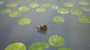 Bramble: The Mountain King (PS4) 3