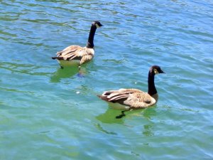 Aparat cyfrowy Kodak Kodak FZ45 czarny 11