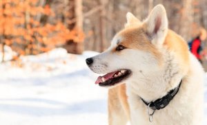 Aparat cyfrowy Kodak Kodak FZ45 czarny 10