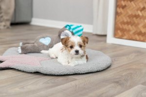 Trixie TRIXIE 36166, Dog, Plush toy, Multicolour, Plush, Battery 13