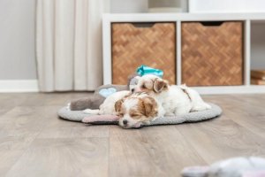 Trixie TRIXIE 36166, Dog, Plush toy, Multicolour, Plush, Battery 14