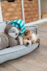 Trixie TRIXIE 36166, Dog, Plush toy, Multicolour, Plush, Battery 16