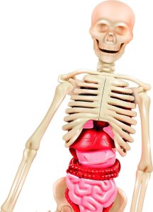 Clementoni Edukacyjny żaidimas Human Body Mini 2