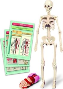 Clementoni Edukacyjny żaidimas Human Body Mini 3
