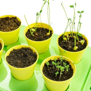 ProNice ZESTAW EDUKACYJNY EKSPERYMENT SZKLARNIA MINI OGRÓD PRAWDZIWY ROŚNIE KWIATY 3