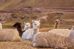 AMZ Poduszka AMZ Alpaka 70x80 9