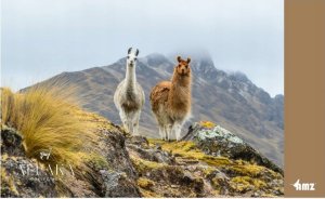 AMZ Poduszka AMZ Alpaka 50x60 2