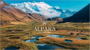 AMZ Poduszka AMZ Alpaka 50x60 4