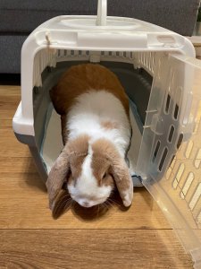 Bounn Podkłady higieniczne dla zwierząt psa 60x90 600 ml 100 szt. 5