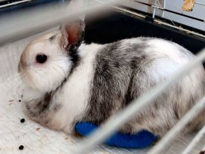 Bounn Podkłady higieniczne dla zwierząt psa 60x90 600 ml 100 szt. 6