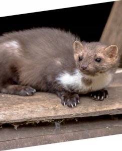 EcoTraps Profesjonalna pułapka na kuny PT119 oryginalne, zaplombowane pudełko! 5