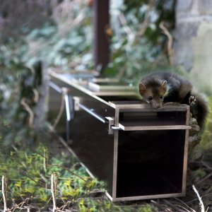 EcoTraps Profesjonalna pułapka na kuny PT119 oryginalne, zaplombowane pudełko! 8