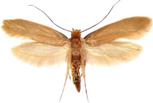 Bros BROS - na mole spożywcze 1 szt. 3