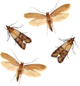 Bros BROS - na mole spożywcze 1 szt. 6