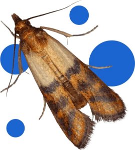 Bros BROS - pułapka na mole spożywcze MAX - na samce i samice - 10 szt. 7
