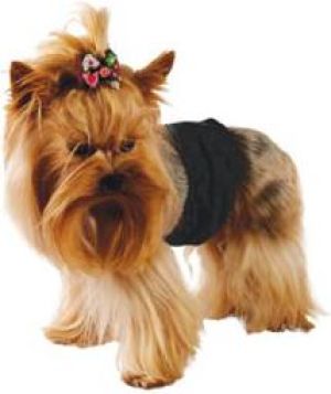 Grande Finale Pampas czarny - majtki dla samca rozmiar 2 [PA1/2] 2