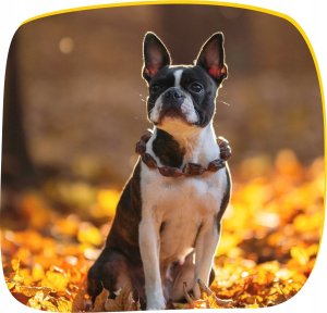 Animal Island ANIMAL ISLAND Wołowina - Karma sucha dla psów - 3kg 7