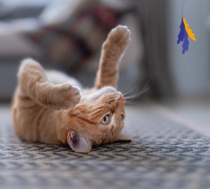 Animal Island ANIMAL ISLAND Wołowina w filecie - Karma mokra dla kotów - 12x85g 2