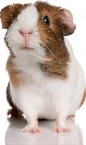 Biofeed BIOFEED Royal Crispy Premium Cavia 2kg 4