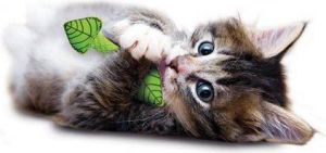 Petstages Miętowa strzała 2