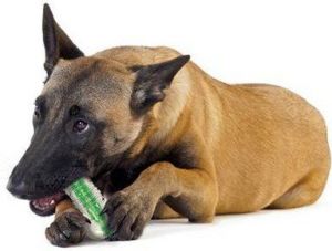 Petstages CrunchCore medium 2