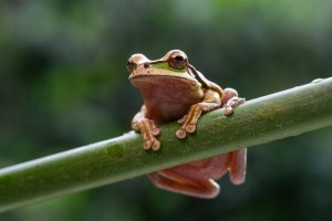 Obiektyw Tamron Tamron 90mm f/2.8 Di III Macro VXD lens for Nikon 12