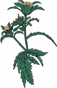 Tyma Herbs Tyma Herbs, Ziołun, Olejek z Uczepu do całego ciała, 30 ml 4