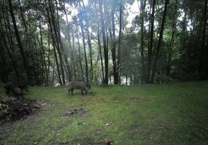 Luxury-Goods Kamera Leśna Fotopułapka 4K 4G LTE PODGLĄD na ŻYWO Aplikacja HC-950Pro AKU 4
