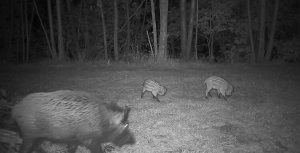 Luxury-Goods Kamera Leśna Fotopułapka 4K 4G LTE PODGLĄD na ŻYWO Aplikacja HC-950Pro AKU 6