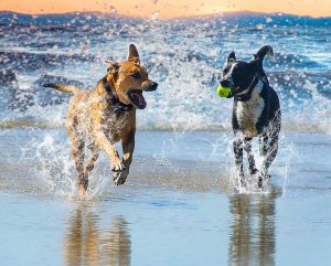 Przyjaciele Elektryczna obroża dla psa treningowa 800m pilot Elektryczna obroża dla psa treningowa 800m pilot 3