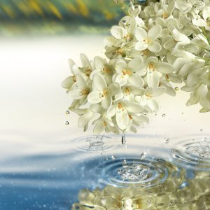 Estee Lauder Estee Lauder, Paradise Moon, Eau De Parfum, For Women, 100 ml For Women 3