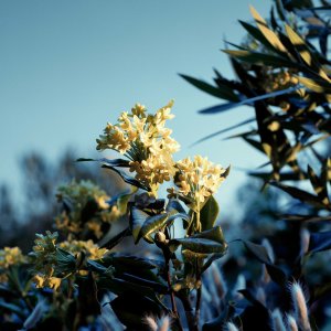 Estee Lauder Estee Lauder, Paradise Moon, Eau De Parfum, For Women, 100 ml For Women 7