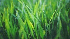 Emeralld Nawóz Bio* - Robot & Mulching 10KG NPK 7-3-6 (5+3+10) 12