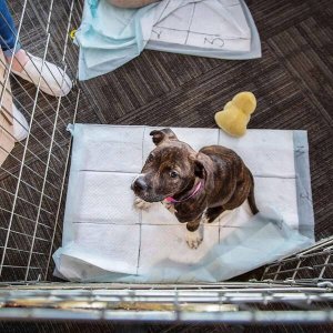 Springos Mata higieniczna dla psa 40x60 cm podkład chłonny 10 szt. do nauki higieny UNIWERSALNY 2