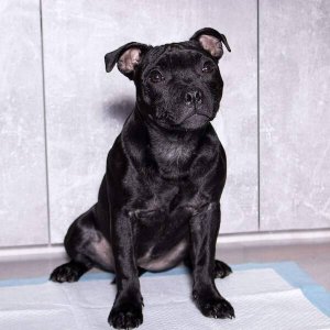 Springos Mata higieniczna dla psa 40x60 cm podkład chłonny 10 szt. do nauki higieny UNIWERSALNY 5