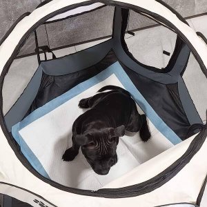 Springos Mata higieniczna dla psa 40x60 cm podkład chłonny 10 szt. do nauki higieny UNIWERSALNY 6