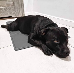 Springos Mata chłodząca żelowa dla psa 65x50 cm legowisko chłodzące dla zwierząt UNIWERSALNY 30