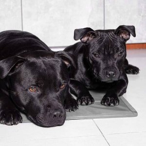 Springos Mata chłodząca żelowa dla psa 65x50 cm legowisko chłodzące dla zwierząt UNIWERSALNY 6