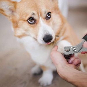 Springos Obcinacz do pazurów dla psa, kota cążki ze stali nierdzewnej nożyczki UNIWERSALNY 4