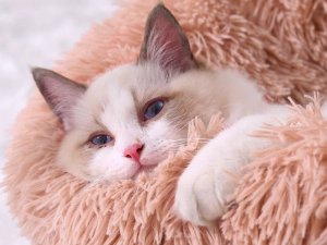 Przyjaciele Pluszowe legowisko kojec dla psa kota miękkie poduszka kanapa posłanie 100 10