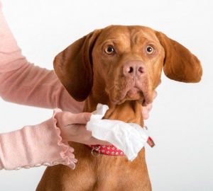 PET HEAD Paw & Body Wipes chusteczki do pielęgnacji 50szt 2