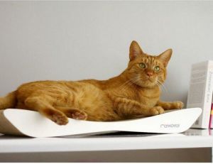 MyKotty Drapak Tobi biały 3