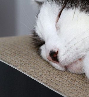 MyKotty Drapak Tobi czarny 3