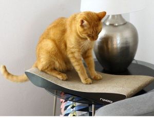 MyKotty Drapak Tobi czarny 4